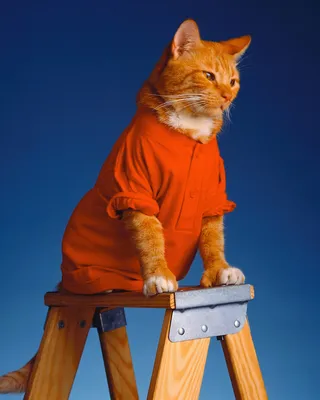 кошка, одетая в винтажную одежду в викторианском стиле, изображает в стиле  забавного милого кота 19 века в человеческой одежде. Ai Иллюстрация штока -  иллюстрации насчитывающей бобра, ангстрома: 269859956