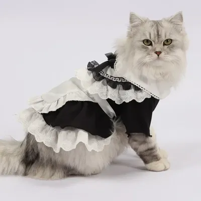 Костюм кота горничной и шляпы, милая одежда для кошек, котят, юбка для  косплея животных, костюмы для косплея кота на Хэллоуин | AliExpress