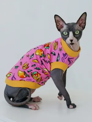 Одежда для животных, майка толстовка для кошек котов сфинкс Friendly DOG  72871093 купить за 333 ₽ в интернет-магазине Wildberries