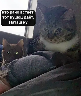 кошка вк | ВКонтакте