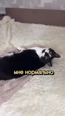 Светлая обложка сообщества Вконтакте с фотографией кота отель для животных  | Flyvi