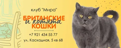 Голубая обложка сообщества Вконтакте с фотографией кота гостиница для кошек  - шаблон для скачивания | Flyvi