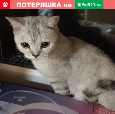 Пропал кот Костик в Нефтекамске https://vk.com/ssssssssss_06 | Pet911.ru