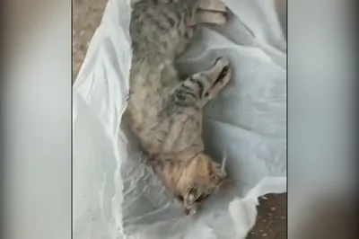 Тюменский кот-пожарный Семён погиб под колёсами авто за день до четырёхлетия