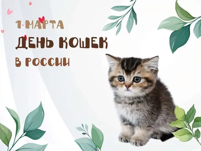 Найдена кошка Г. Видное - информация в VK | Pet911.ru