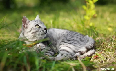 Мурчащие, уютные, нежные и суровые: 80 фото тульских котов - MySlo.ru