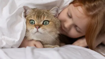 Коты и кошки по-разному реагируют на призывы котят