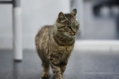 Смешные фотографии котов — самые популярные животные в интернете | Sobaka.ru