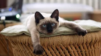 Коты в смокинге: пять интересных фактов о черно-белых кошках. Читайте на  UKR.NET