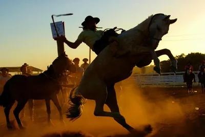 ковбои верхом на лошадях в воде Стоковое Изображение - изображение  насчитывающей езды, персона: 220519789