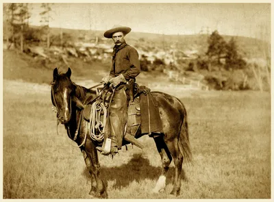 Кватерхорс: Настоящая ковбойская лошадь, способная самостоятельно пасти  скот. Как она появилась? | Пикабу