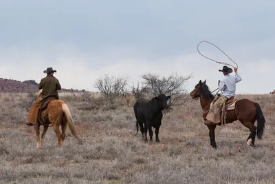 Не перевелись еще ковбои: в США мужчина на лошади поймал корову на трассе —  эпическое видео - МЕТА