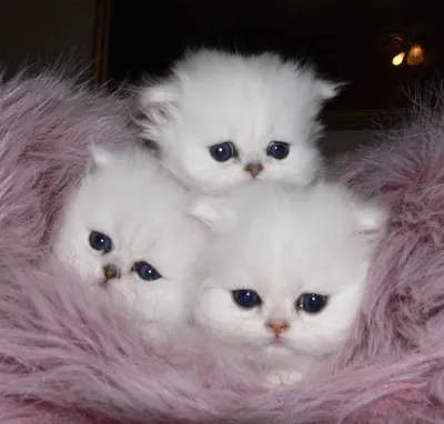 Фото красивых пушистых котят фотографии