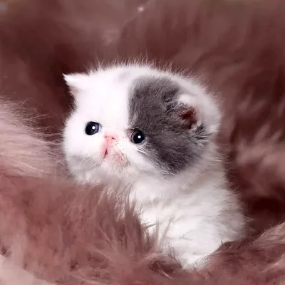 Мягкий, красивый пушистый котёнок, …» — создано в Шедевруме