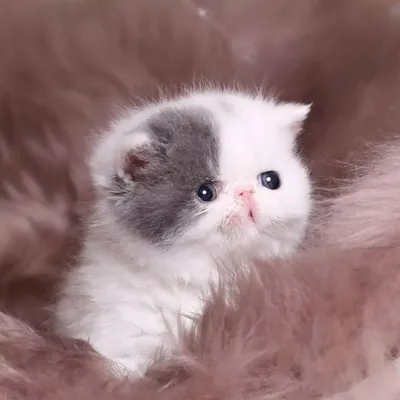 2 Красивых пушистых молодых кота Стоковое Изображение - изображение  насчитывающей створка, мясоед: 176121817