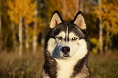 Красивая голуба глаза собака хаски …» — создано в Шедевруме