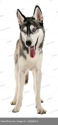 Найдена умная и красивая собака Хаски на ул. Мичурина, 6, Химки | Pet911.ru