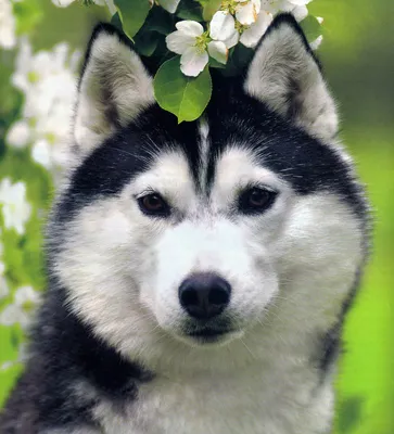 Топ-5 самых красивых пород собак в мире | самые-самые | Дзен