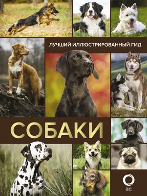 Топ-10 пород собак-долгожителей - Питомцы Mail.ru