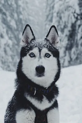 Самые красивые породы собак в мире: ТОП-30 с фото и названием