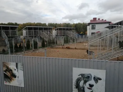 Найдена собака Кобель в Ореховой роще, Крутой проезд, 18А, Анапа | Pet911.ru