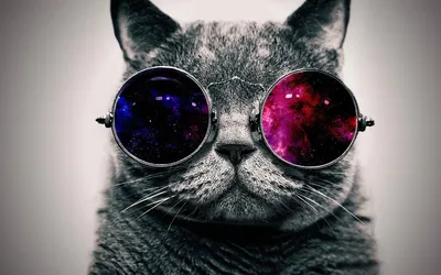 Фото Кот в солнцезащитных очках
