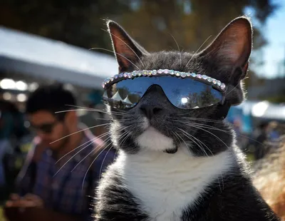 Мужская футболка хлопок Сайки ( кот) в крутых очках из 90х купить в  интернет магазине | Цена 2285 руб |