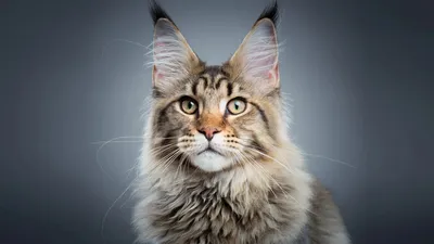 Самые крутые коты - картинки и фото koshka.top