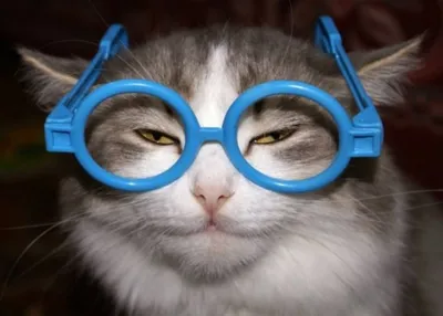 Картинка кот в очках на заставку - 76 фото