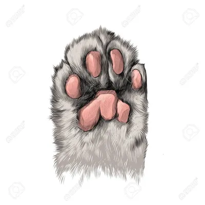 Cat Paw Dog Bear WebP, кошачья лапа, домашнее животное, лапа, хвост png |  PNGWing