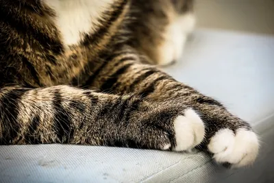 Перелом лапы у кота - лечение, признаки | Сеть ветеринарных клиник «Ветус»