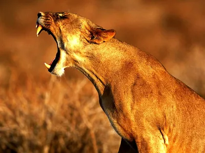 Животные обои на телефон Лев львы, львица, рык | Female lion, Animals wild,  Big cats