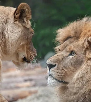 Лев и львица вместе - красивые фото