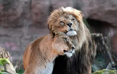 Фото лев и львица вместе фотографии