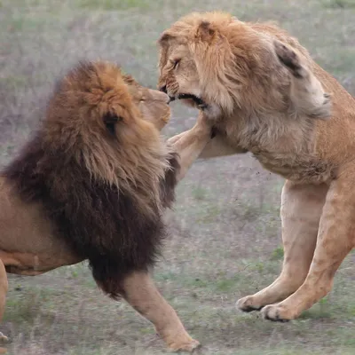 лев и львица вместе на камнях в зоопарке Stock Photo | Adobe Stock