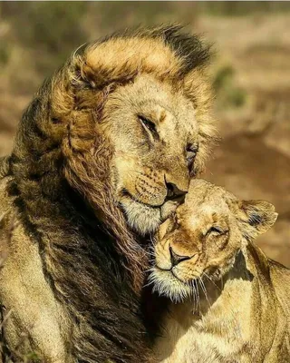 лев и львица сидят вместе на поле. Стоковое Фото - изображение  насчитывающей шерсть, мужчина: 227001592