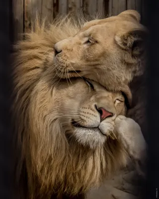 Обои лев и львица лежат вместе на рабочий стол