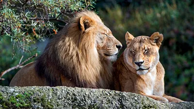 Лев и львица вместе пьют какао» — создано в Шедевруме
