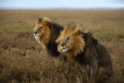 Гордый лев и его детеныш счастливы вместе в реалистичной цифровой  иллюстрации африканского пейзажа | Премиум Фото