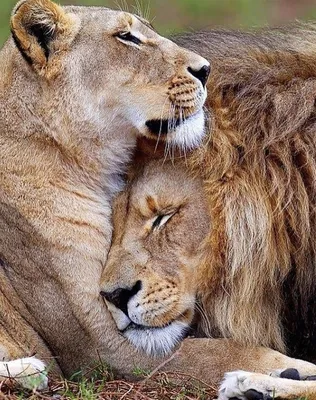 Лев 🦁 и львица вместе …» — создано в Шедевруме