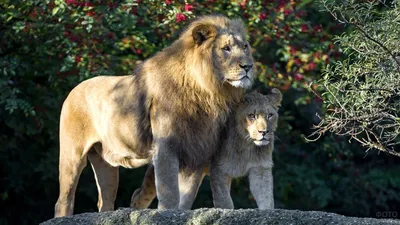 Лев и львица вместе в саванне - обои на телефон