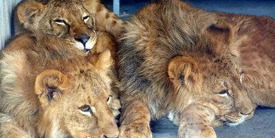 Лев занялся воспитанием львёнка после смерти матери