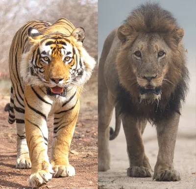 Фото лев и тигр фотографии