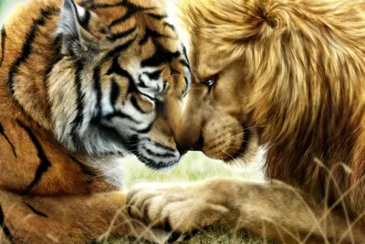 Как тигр \"отфотошопил\" льва