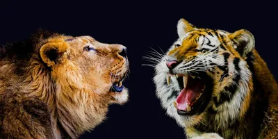 Лев и тигр играют в шашки» — создано в Шедевруме