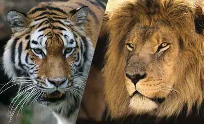 Кто сильнее физически: амурский тигр или африканский лев? | Заметки о  животных | Дзен