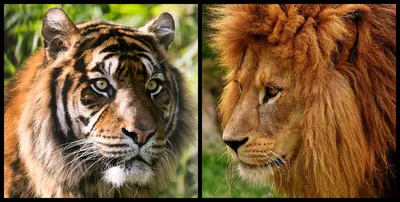 Фигурки животных лев, тигр: 170 грн. - Фигурки животных Одесса на Olx