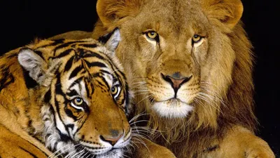 Лев тигр Ягуар арт - 68 фото
