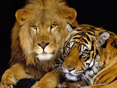 Лев против Тигра в смертельной …» — создано в Шедевруме