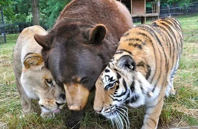 Удивительная история того, как медведь, лев и тигр жили вместе на  протяжении 15 лет | Пикабу